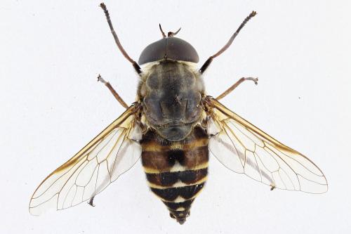 Tabanus sudeticus